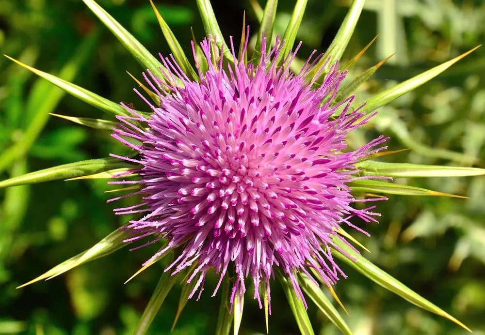 Jak zażywać ostropest plamisty: skuteczne dawkowanie i porady