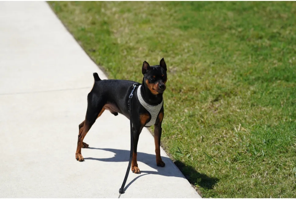 Objawy zapalenia napletka u psa – jak je rozpoznać i leczyć